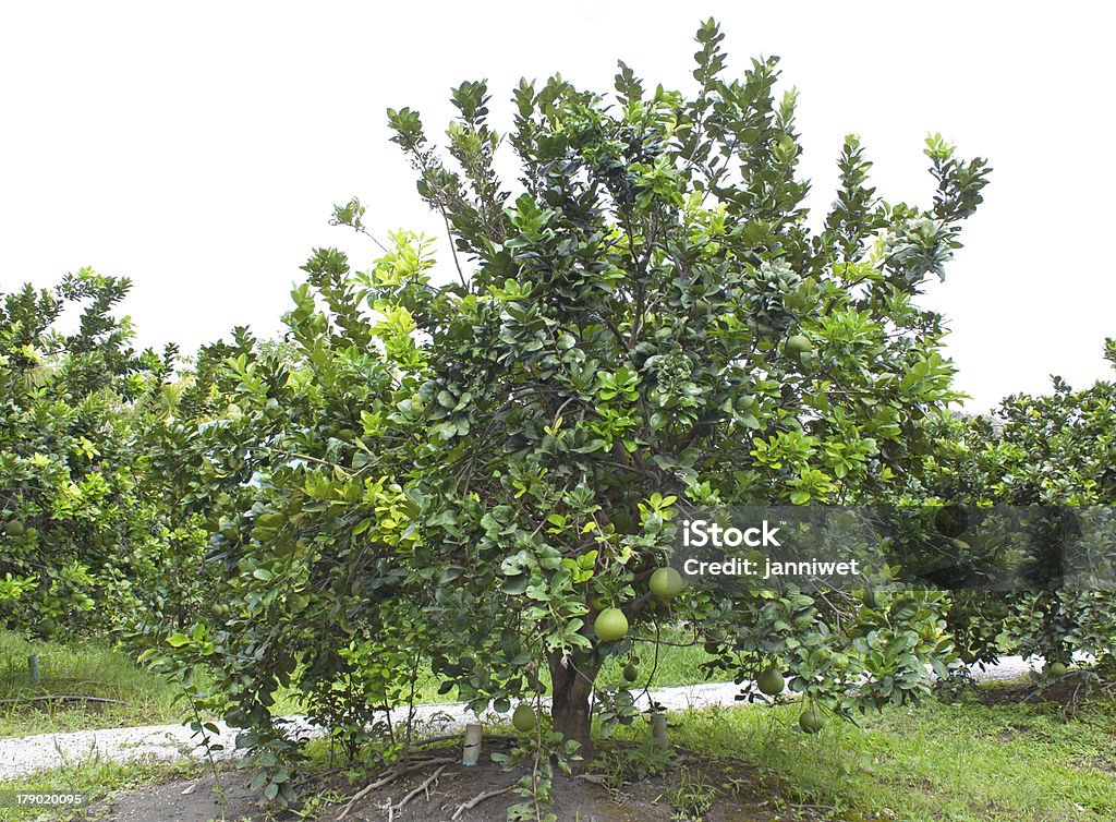 Pomelo fruit trees in the garden. Pomelo fruit tree in the garden green. Affectionate Stock Photo