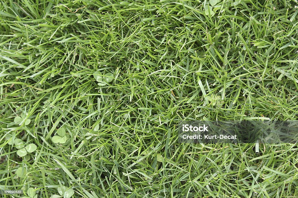 Fresh green Gras - Lizenzfrei Ansicht aus erhöhter Perspektive Stock-Foto