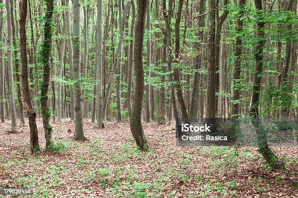 Gesunde Bäume Auf Die Berge Stockfoto und mehr Bilder von Ast - Pflanzenbestandteil - Ast - Pflanzenbestandteil, Baum, Blatt - Pflanzenbestandteile