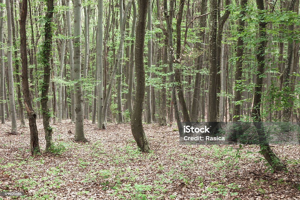 Des arbres de la montagne - Photo de Arbre libre de droits