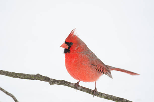 istock Northern cardinal perched on branch 179020490