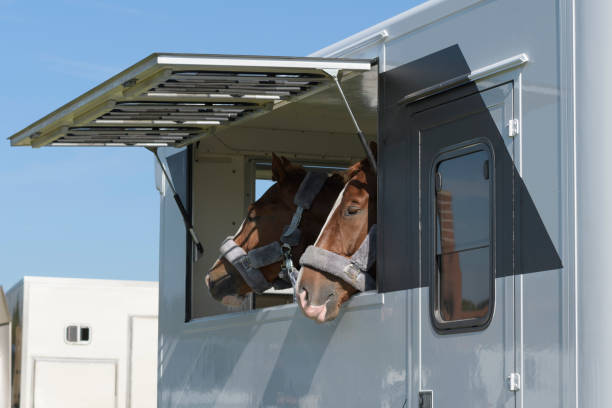istock Two bored horses in a transport trailer 1790211079