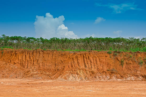 istock Soil under in cassava farm 179021273