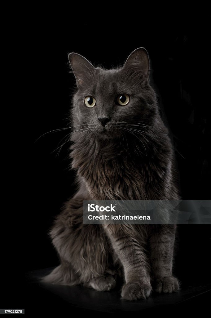 Portrait of a Gray Nebelung Cat Low key studio shot of a grey Nebelung cat isolated on black. The Nebelung is a rare breed, similar to a Russian Blue, except with medium length, silky hair. Domestic Cat Stock Photo