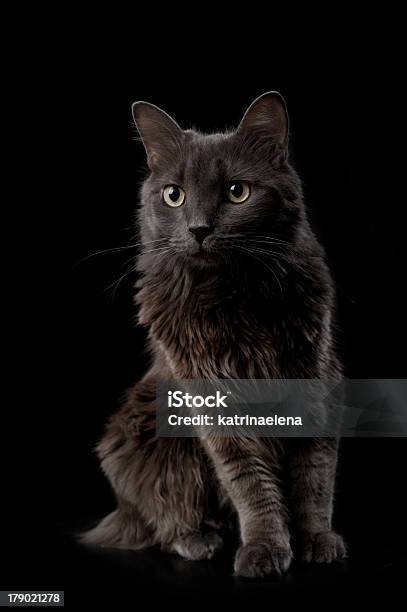 Portrait Of A Gray Nebelung Cat Stock Photo - Download Image Now - Domestic Cat, Alertness, Animal