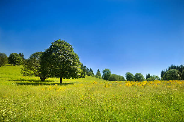 Sielanka wiejskiej scenerii z zielonej łące i głębokie błękitne niebo – zdjęcie