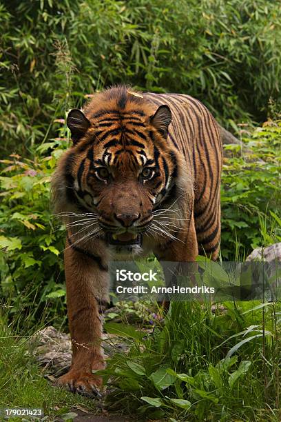 Tigre Di Sumatra - Fotografie stock e altre immagini di Adulto - Adulto, Ambientazione esterna, Animale