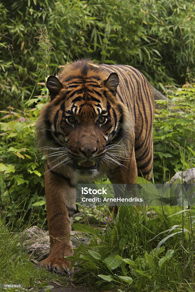 Tigre-da-Sumatra - Foto de stock de Adulto royalty-free