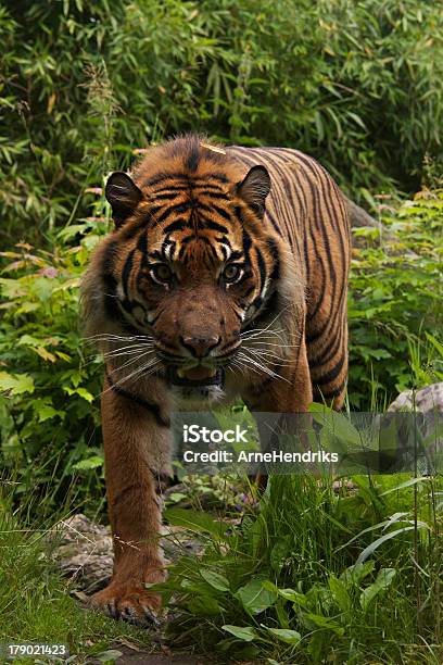 Tigredesumatra - Fotografias de stock e mais imagens de Adulto - Adulto, Animais caçando, Animal