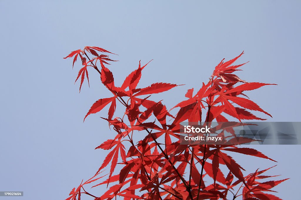 maple maple leaves in wild natural Agriculture Stock Photo