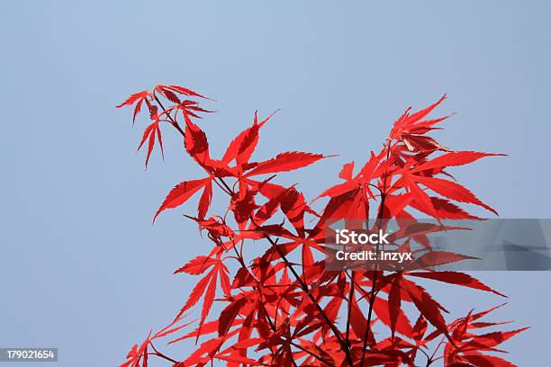 Maple Stock Photo - Download Image Now - Agriculture, Biology, Blue
