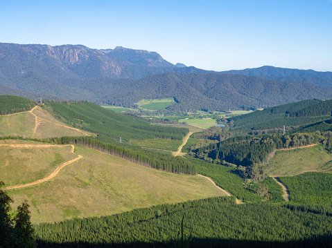 Pine plantations and harvesting in the The Buckland valley in the High Country Victoria, with Mount Buffalo in the background