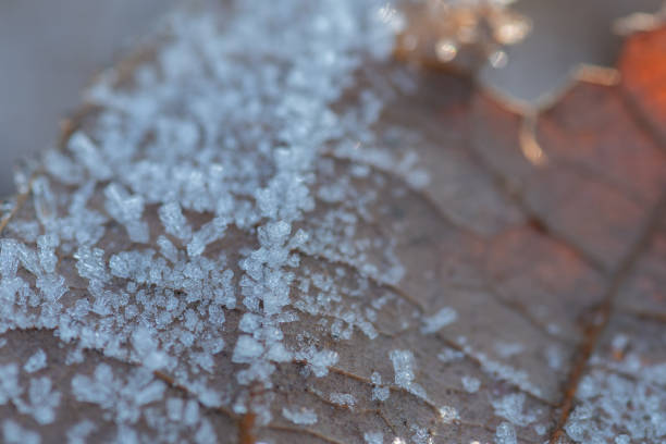Frost on dead leaves on a cold winter morning