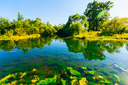 a picturesque corner of nature, a lake with clear water through which the underwater world is visible. trees and bushes on the shore of beautiful trees