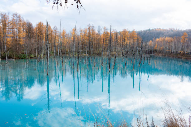 istock Yellow-leaved forest and blue pond in Biei 1790219478
