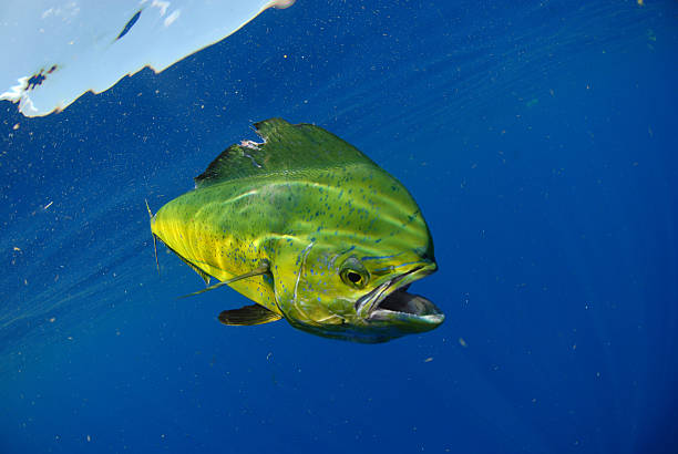 mahi nadar en el mar - saltwater fishing fotografías e imágenes de stock