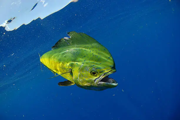 Mahi mahi, or dolphin fish, swimming in Atlantic Ocean