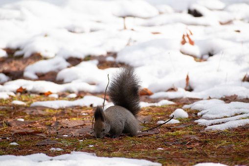 Squirrel looking for food in an early winter forest