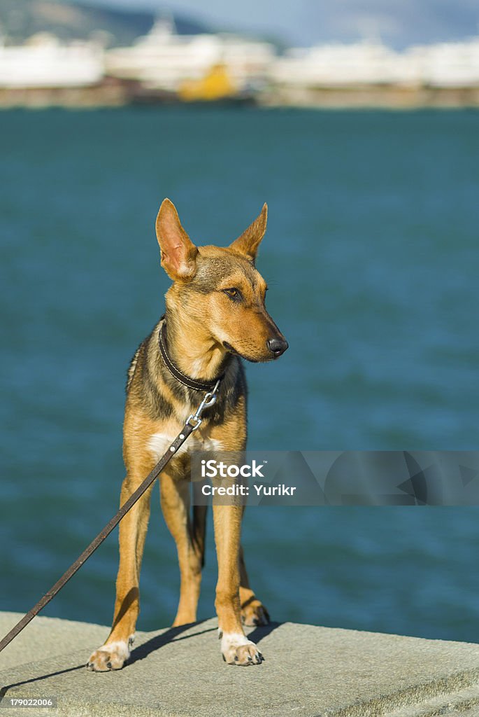 Adorable chien de Crimée - Photo de Amitié libre de droits