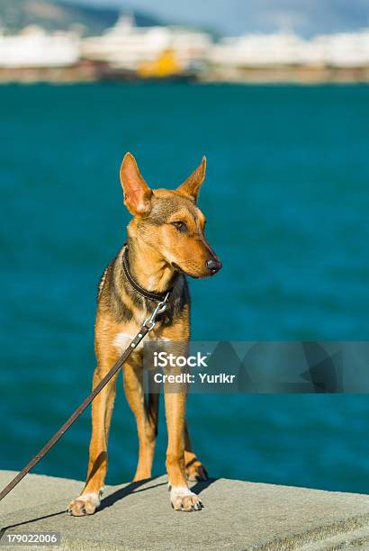 Photo libre de droit de Adorable Chien De Crimée banque d'images et plus d'images libres de droit de Amitié - Amitié, Animaux de compagnie, Animaux domestiques