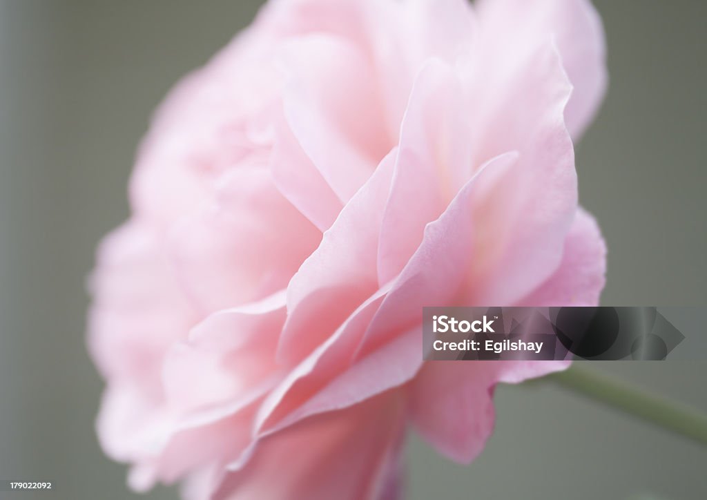 Rosa delicato rosa - Foto stock royalty-free di Bellezza