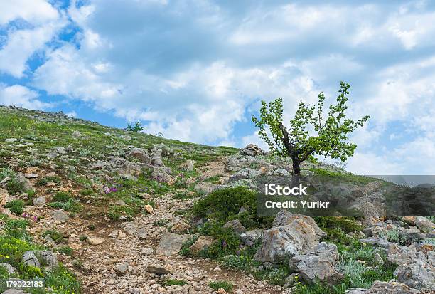 Photo libre de droit de Printemps Dans Les Montagnes De Crimée À La Hauteur Audessus Des 1 000 Mètres banque d'images et plus d'images libres de droit de Arbre