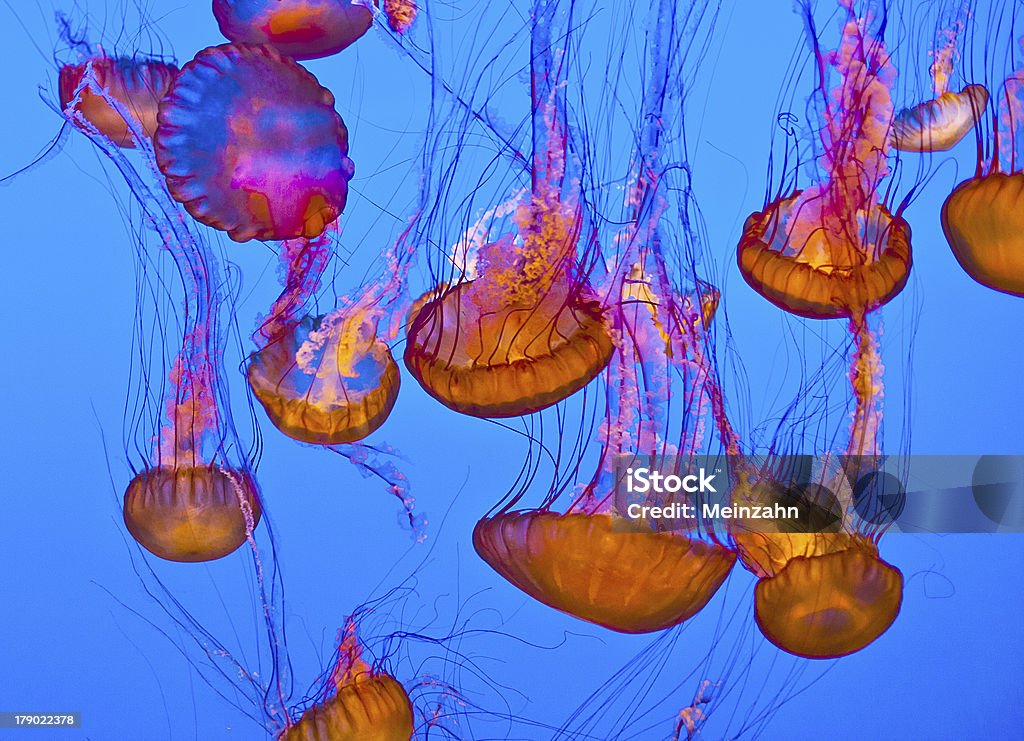 jelly pesci nel mare blu - Foto stock royalty-free di Acqua