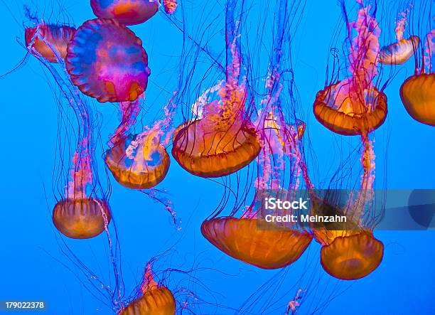 Jelly Pesci Nel Mare Blu - Fotografie stock e altre immagini di Acqua - Acqua, Animale, Animale selvatico