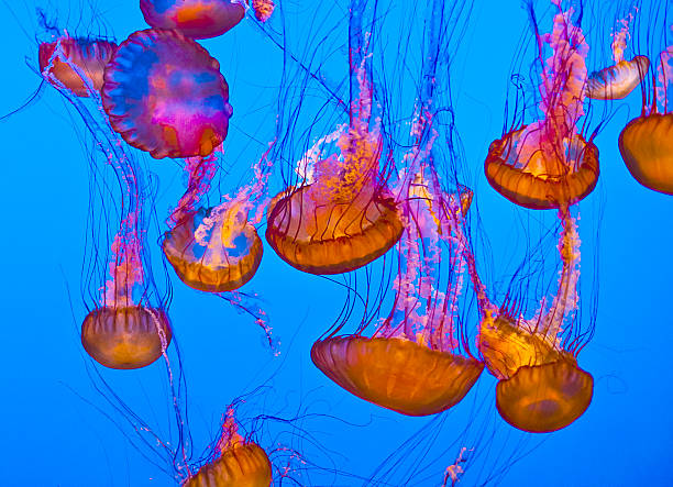 istock jelly fish in the blue ocean 179022378
