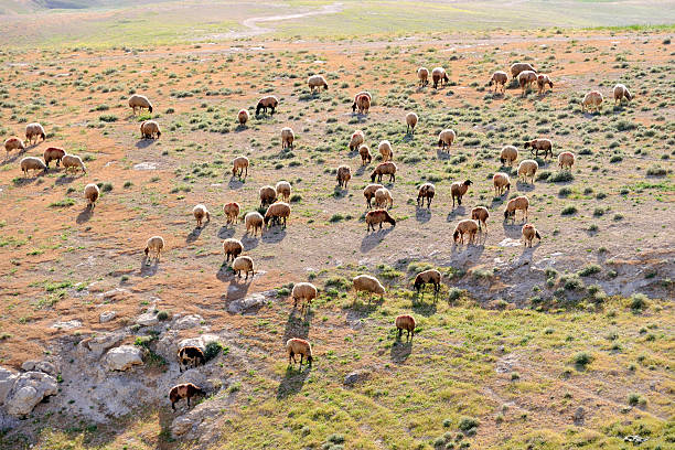 istock Grazing sheep in Judea desert, Israel. 179022434