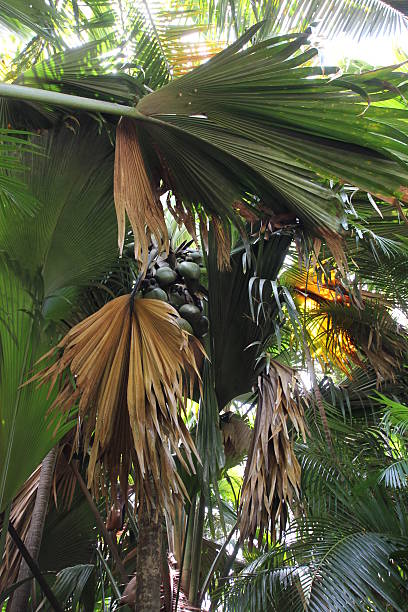 Coco de Mer Palm, Praslin Island, Seychelles In the Vallée de Mai virgin forest on Praslin Island, Seychelles, Indian Ocean, Africa grow Deckenia nobilis, Phoenicophorium borsigianum, Verschaffeltia splendida, Nephrosperma vanhoutteanum, Roscheria melanochaetes, Pandanus screw palm, Chrysobalanus icaco also known as e.g. latanier palm, thief palm millionaire's salad, or stilt palm. chrysobalanaceae stock pictures, royalty-free photos & images