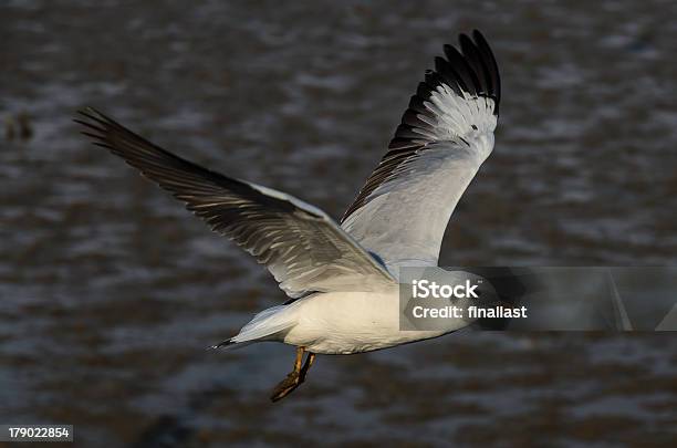 Photo libre de droit de Goéland À Tête Brune Dans Forêt De Mangrove banque d'images et plus d'images libres de droit de Aile d'animal - Aile d'animal, Asie, Destination de voyage