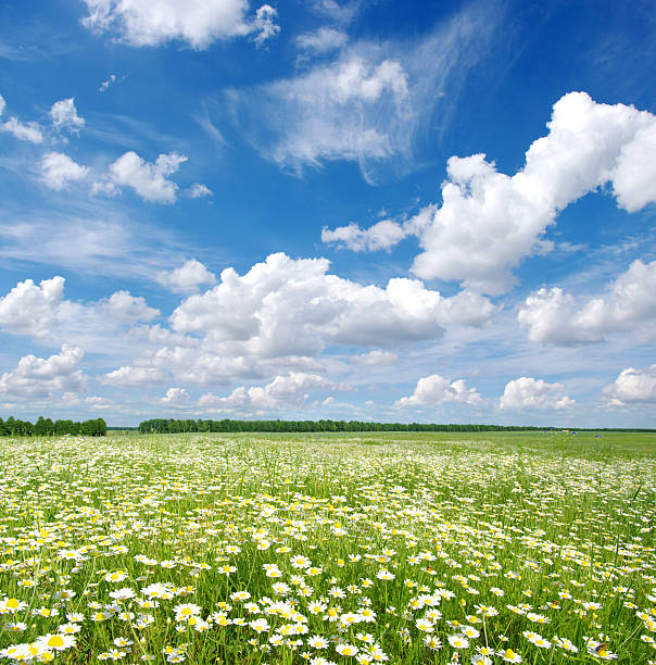 istock field of camomiles 179022861