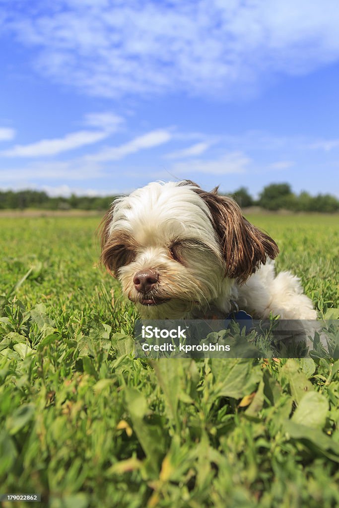 Sleepy Filhote de cachorro no parque - Foto de stock de 12 Horas royalty-free