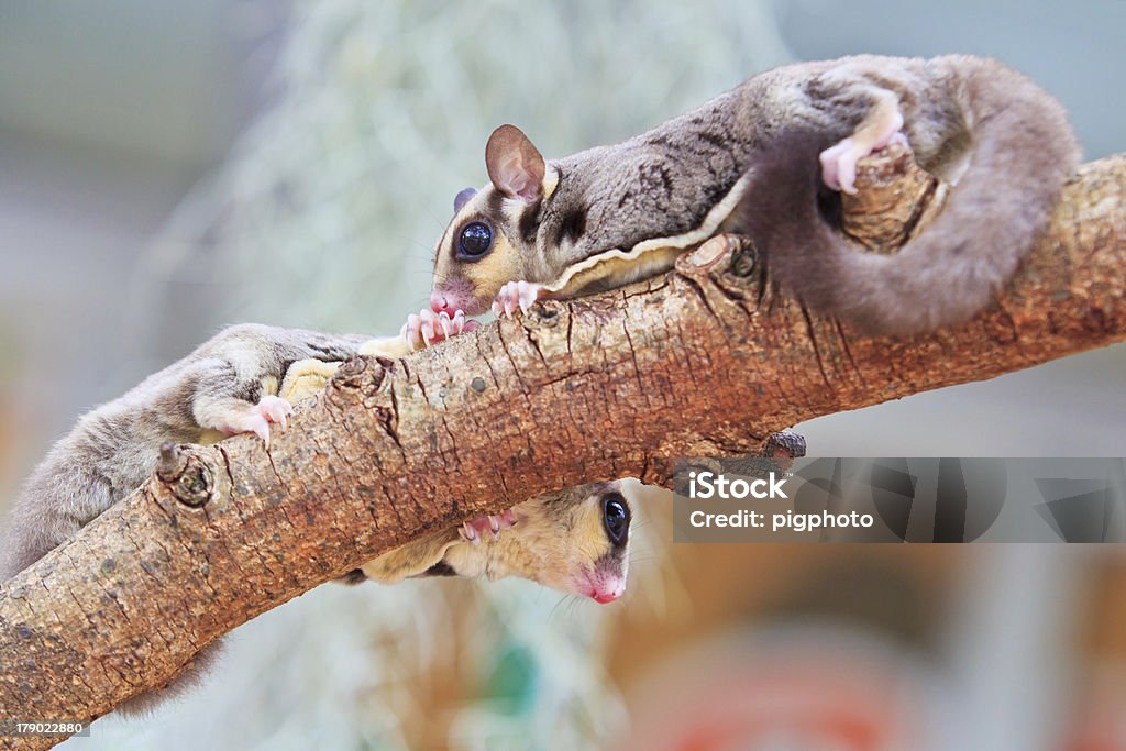 sugar glider - Lizenzfrei Angst Stock-Foto