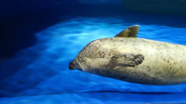 istock sea life in tokyo 1790228821