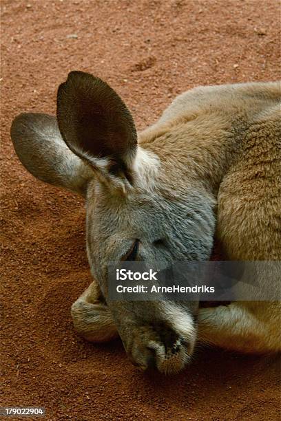 Red Kangaroo Stock Photo - Download Image Now - Animal, Animal Body Part, Animal Head