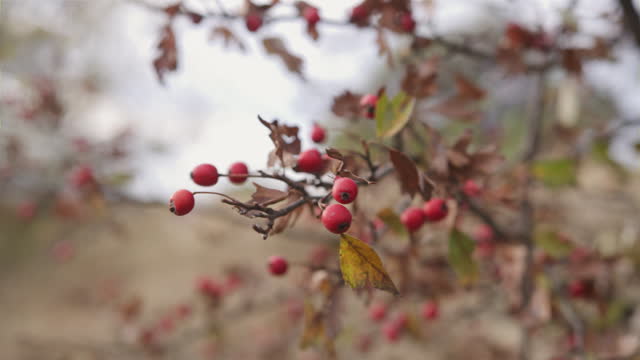 Hawthorn berries on tree in autumn, POV, close up.