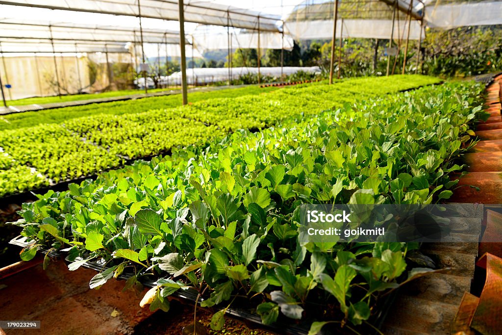 Органические овощи на плантациях - Стоковые фото Гидропоника роялти-фри