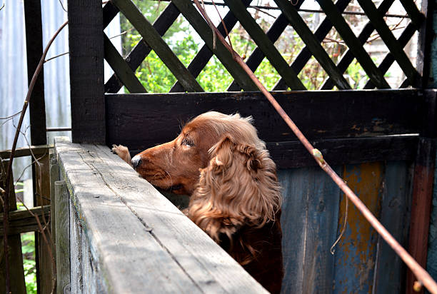istock Cocker spaniel dog looking through the fence 179023306