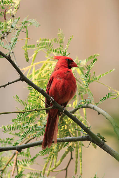 istock Male Northern Cardinal 179023454