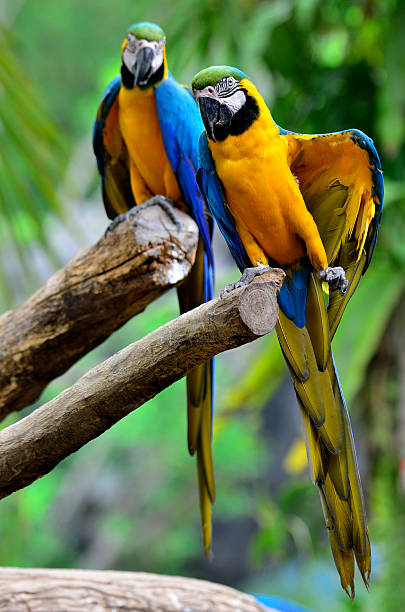istock Blue and Gold Macaw showing its yellow feathers 179023510