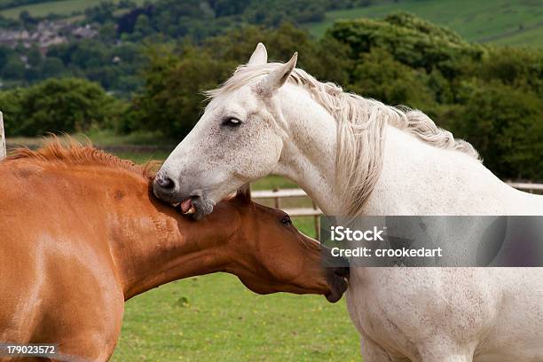 Necking — стоковые фотографии и другие картинки Горизонтальный - Горизонтальный, Лизать, Лошадь