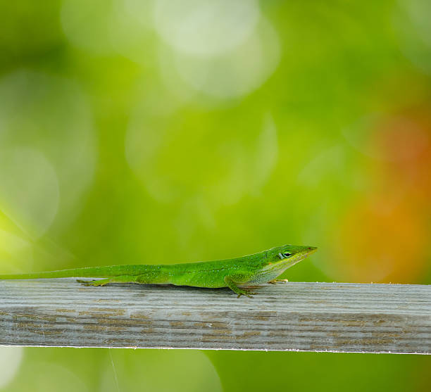 Vertical Carolina anole Green lizard walking down wood post, Fort Myers, Florida. polychrotidae stock pictures, royalty-free photos & images