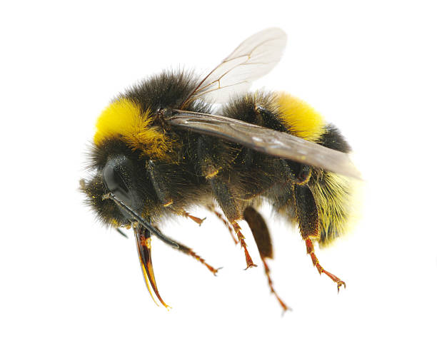 bumblebee bumblebee isolated on the white bumblebee stock pictures, royalty-free photos & images