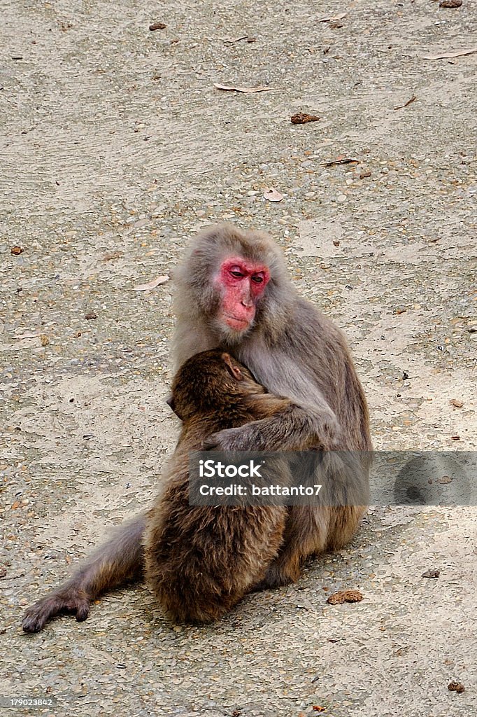 Macacos - Foto de stock de Alimentar royalty-free