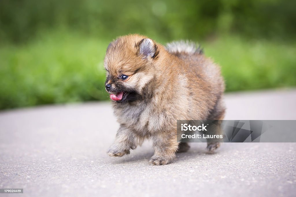 작은가 포메라니안 강아지 걷기 - 로열티 프리 가축 스톡 사진