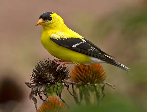 Photo of Goldfinch Perched On Coneflower