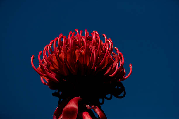 waratah цветок - australian culture flower indigenous culture plant стоковые фото и изображения