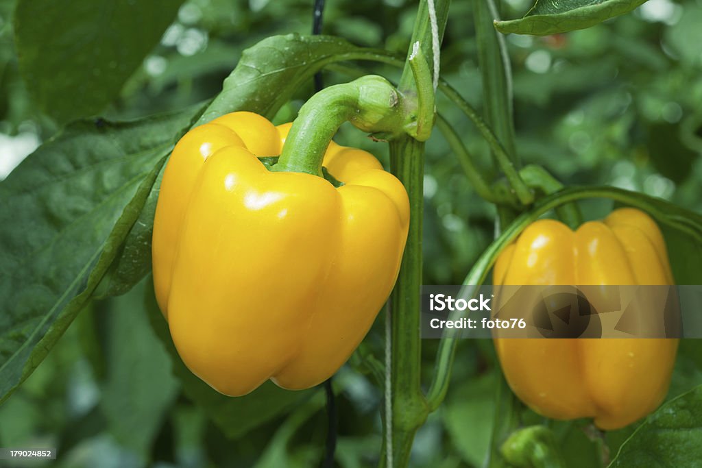 Yellow paprika Yellow paprika on plant Agriculture Stock Photo